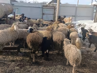 母羊, Romanov sheep — 照片 1