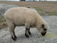 公羊, Hampshire sheep — 照片 4