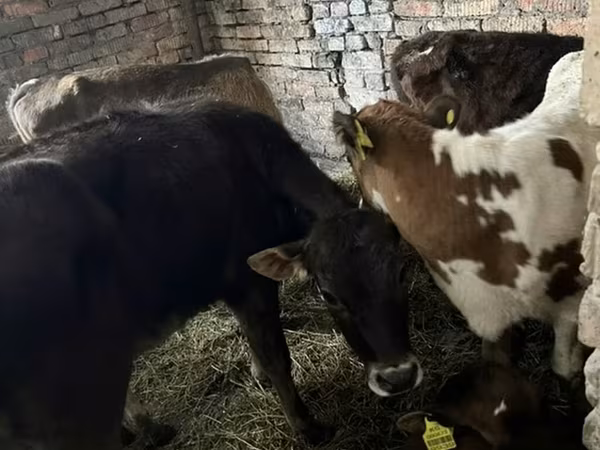Cattle