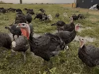 Turkeys — 照片 1