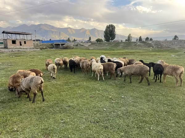母羊, Merino sheep