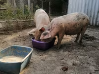 母猪, Pigs — 照片 3