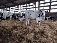 母牛, Holstein breed — 照片 2