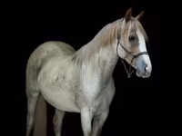 घोड़ी, Quarter Horse — फ़ोटो 2