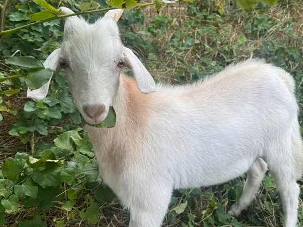 公山羊, Goats