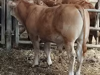 公牛, Limousin cow — 照片 2