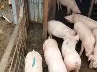 公猪, Pigs — 照片 5