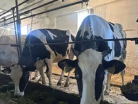 Cow, Holstein breed — photo 1