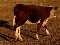 Toro, Swiss cattle — foto 8