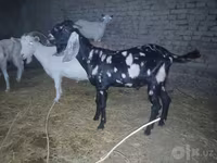 बकरा, Beetal goats — फ़ोटो 4