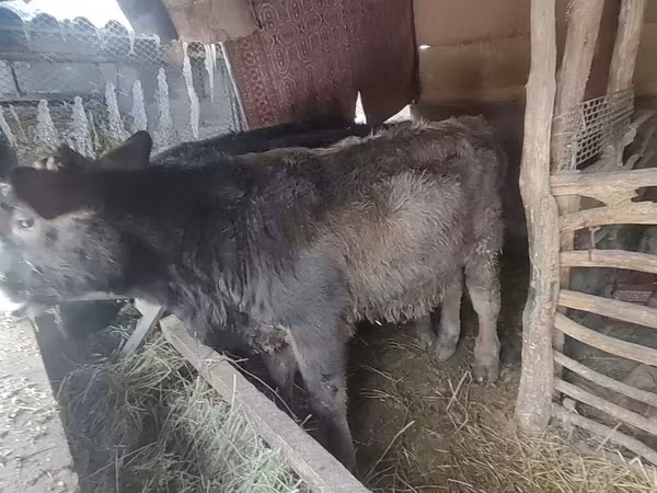 Cattle