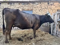 بقرة, Swiss cattle — الصورة 5