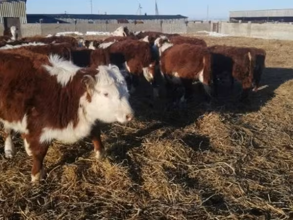 母牛, Cattle — 俄罗斯