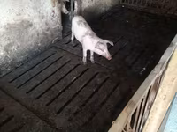 मादा सूअर, Дюрок — फ़ोटो 3