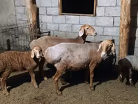 Sheep, Sheep — photo 2