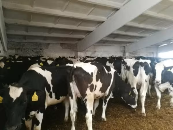 Cow, Holstein breed