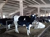 公牛, Russian Black pied cattle — 照片 2