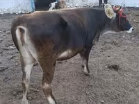 公牛, Alatau breed — 照片 6