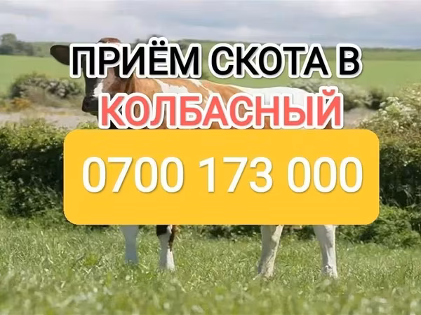 Cattle