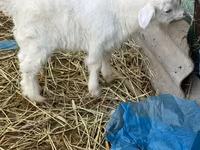 Cabro, Saanen goat — foto 1