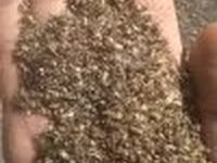 отходы подсолнечника — фото 2