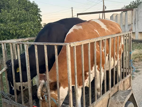 Bull, Cattle