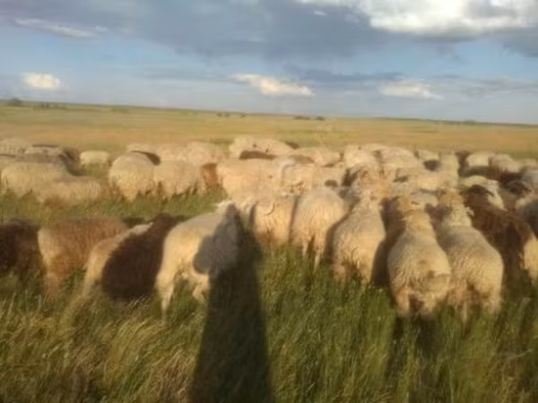 Oveja, Ovejas — Rusia