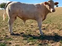 公牛, Charolais cattle — 照片 3