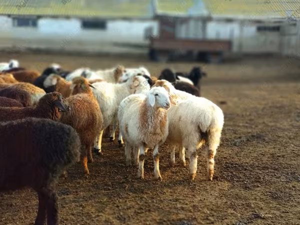 公羊, Sheep