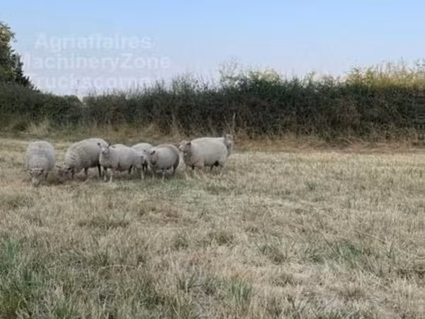 公羊, Sheep