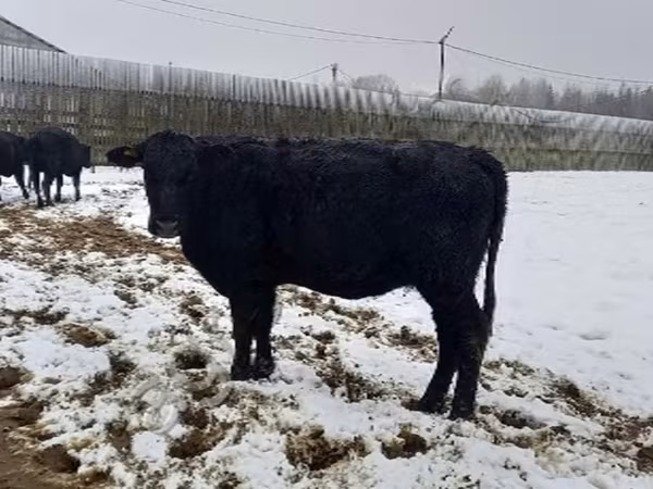 母牛, Aberdeen-Angus — 俄罗斯
