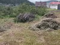 5-н айлын хашааны хадсан өвс — 照片 5