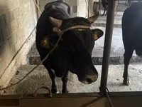Toro, Ganado vacuno — foto 4