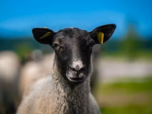 公羊, Romanov sheep — 俄罗斯