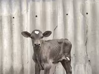 Bulle, Swiss cattle — Foto 7