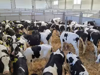 Bulle, Holstein-Rasse — Foto 6