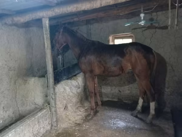 Thoroughbred horse