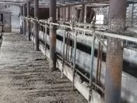 母牛, Bukovinian factory type of red-spotted Ukrainian cow — 照片 1