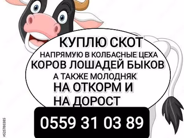 گاو