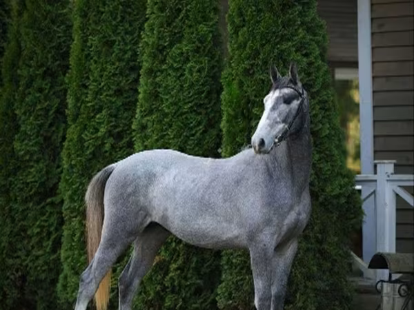 公马, Horses — 俄罗斯