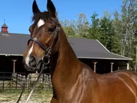 母马, Dutch warmblood horse — 照片 1
