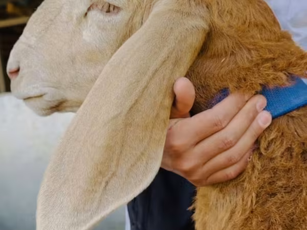 Carnero, Dorper sheep — Kirguistán