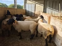 公羊, White Suffolk sheep — 照片 4