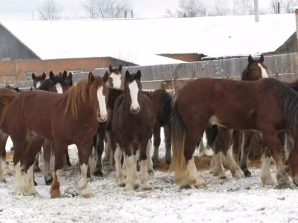 公马, Horses
