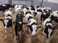公牛, Cattle — 照片 4