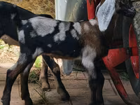 Goat, Nubian Goat — photo 4