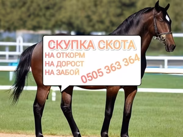 Caballos