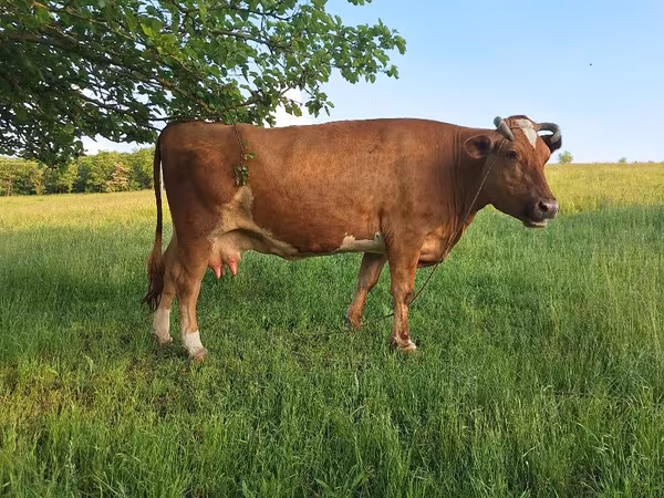 母牛, Cattle