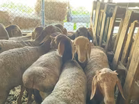 Carnero, Rhon sheep — foto 6
