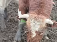 Toro, Russian Black pied cattle — foto 1